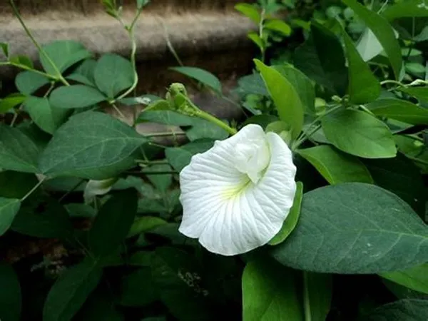 Aparajita_White__1.5-3.5_Ft_Flowering_Plant