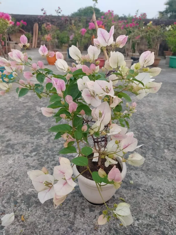 Bougainvillea_White_Live_Flower_Plant