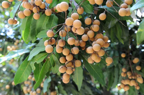 White_Longan_Hybrid_Fruit_PlantGrafted