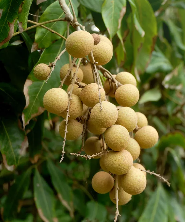 White_Longan_Hybrid_Fruit_PlantGrafted