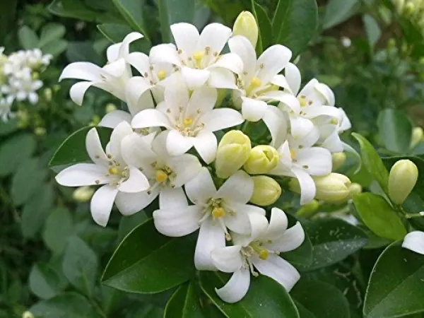 Table_Kamani_Flower_Plant
