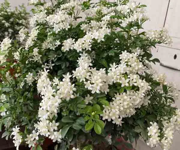 Table_Kamani_Flower_Plant