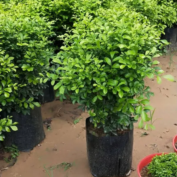 Table_Kamani_Flower_Plant