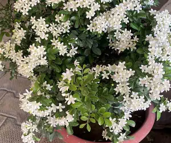 Table_Kamani_Flower_Plant
