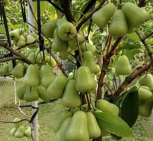 Thai_Verity_Green_Wax_Apple_Fruit_&_Tree_For_Home_Gardening_1.5-3.5_Ft_Hight_Hybrid_Jamrul_Plant_Suitable_For_Outdoor_Air_Layering,