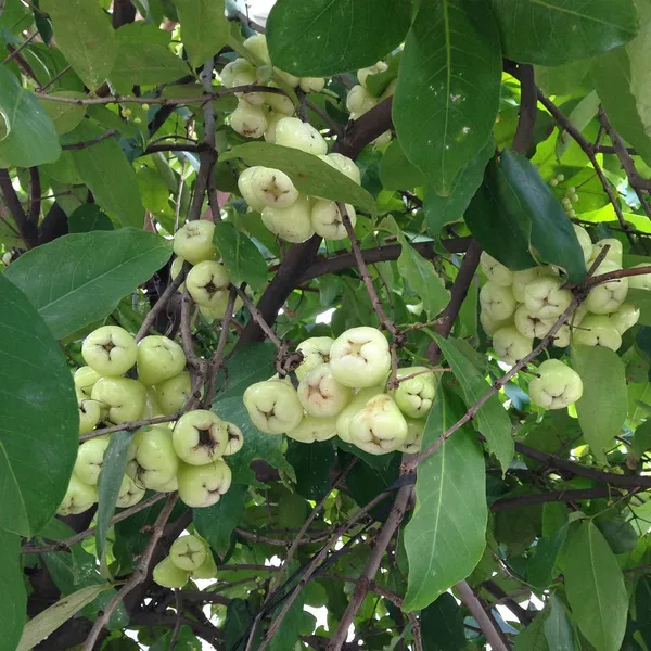 Thai_Verity_Green_Wax_Apple_Fruit_&_Tree_For_Home_Gardening_1.5-3.5_Ft_Hight_Hybrid_Jamrul_Plant_Suitable_For_Outdoor_Air_Layering,