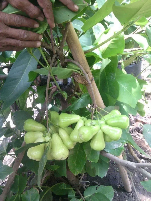 Thai_Verity_Green_Wax_Apple_Fruit_&_Tree_For_Home_Gardening_1.5-3.5_Ft_Hight_Hybrid_Jamrul_Plant_Suitable_For_Outdoor_Air_Layering,