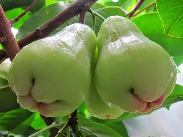 Thai_Verity_Green_Wax_Apple_Fruit_&_Tree_For_Home_Gardening_1.5-3.5_Ft_Hight_Hybrid_Jamrul_Plant_Suitable_For_Outdoor_Air_Layering,