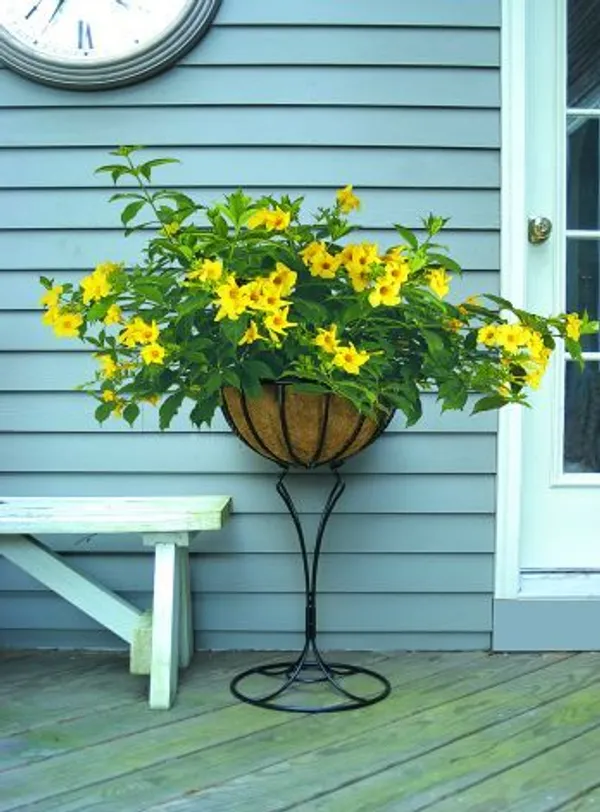 Yellow_Bells_Tacoma_Flower_Plant_(_pack_of_1)