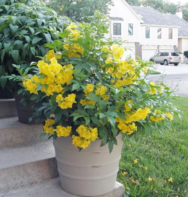 Yellow_Bells_Tacoma_Flower_Plant_(_pack_of_1)