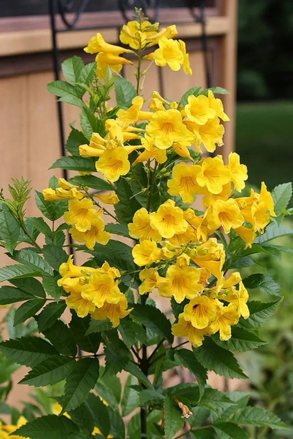 Yellow_Bells_Tacoma_Flower_Plant_(_pack_of_1)