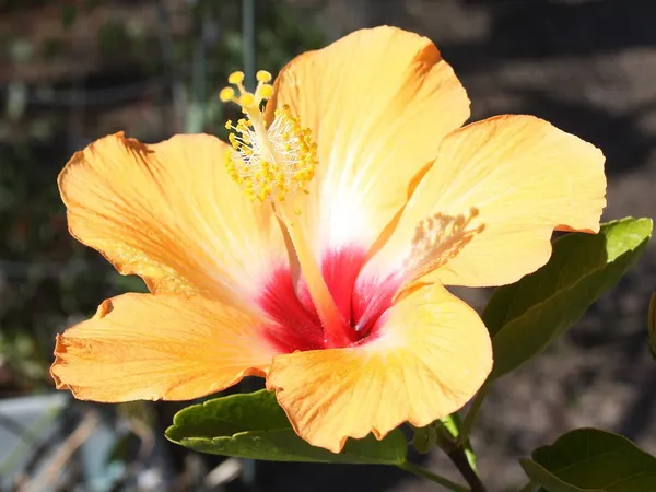 Yellow_Hibiscus_Flower_Plant
