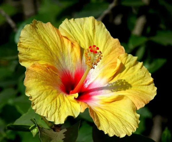 Yellow_Hibiscus_Flower_Plant