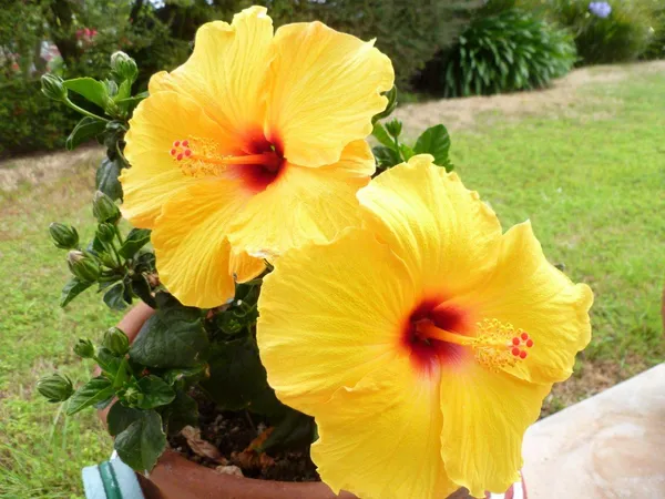 Indian_12_Month_Yellow_Hibiscus_Grafting_Flower_Plant