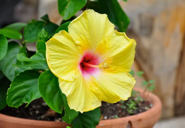 Indian_12_Month_Yellow_Hibiscus_Grafting_Flower_Plant