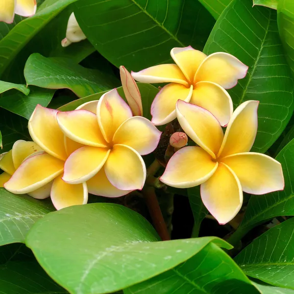 Yellow_Kathchapa_Live_Flowering_Plant_&_Tree_(1.5-3.5_Ft_Hight)_For_Your_Home_Garden_Hybrid_Kathgolap_/Plumeria_Flower_Plant_(Pack_Of_1)