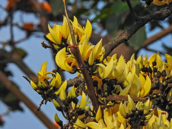 Yellow_Palash_Flowering_Live_Plant_&_Tree_(1.5-3.5_Ft_Hight)_For_Your_Home_Garden_(Pack_Of_1,_Grafted_Plant)