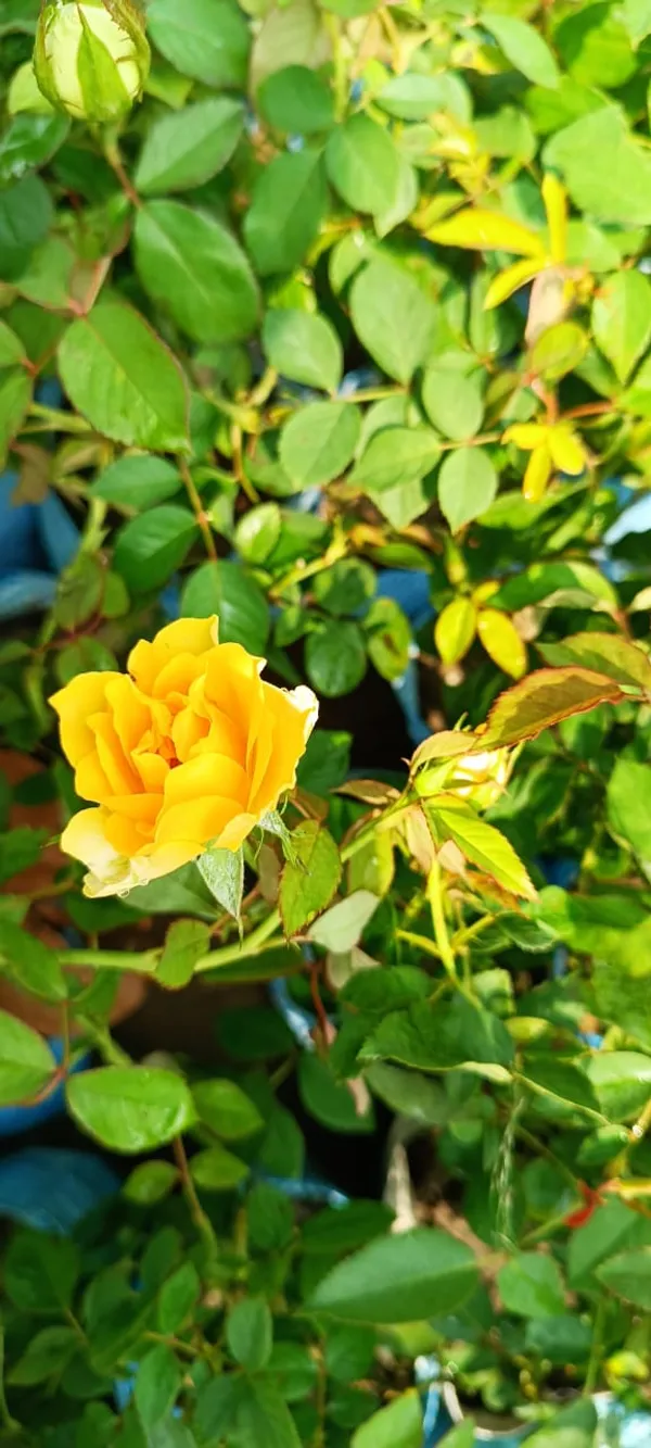 Yellow_Rose_1.5-3.5_Ft_Flower_Plant