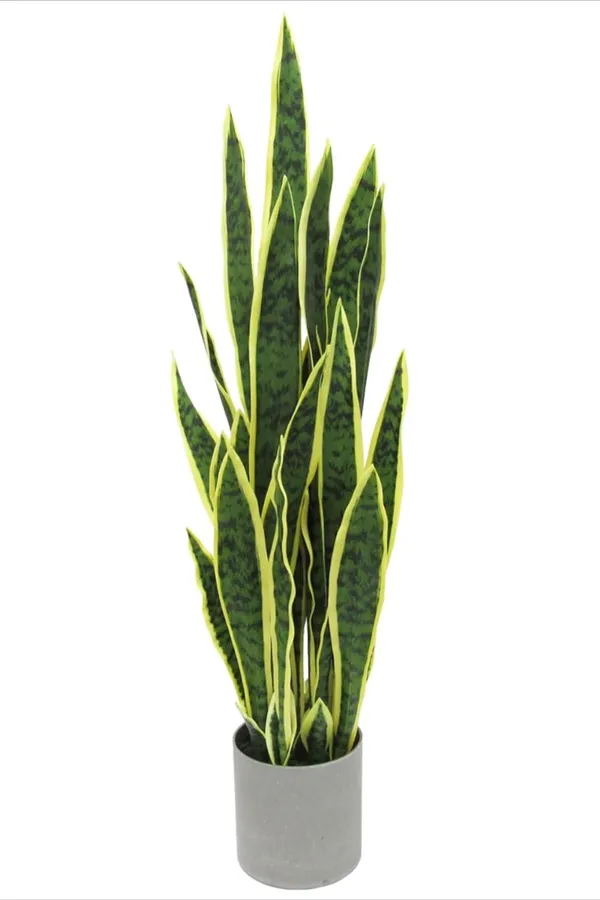Yellow_Snake_Hybrid_Plant