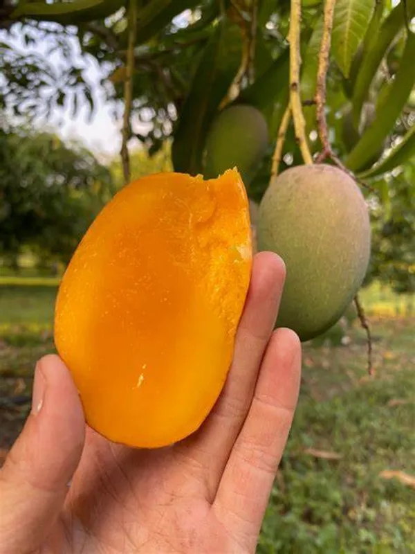 All_Time_Manilita_Grafted_Mango_Fruit_Plant