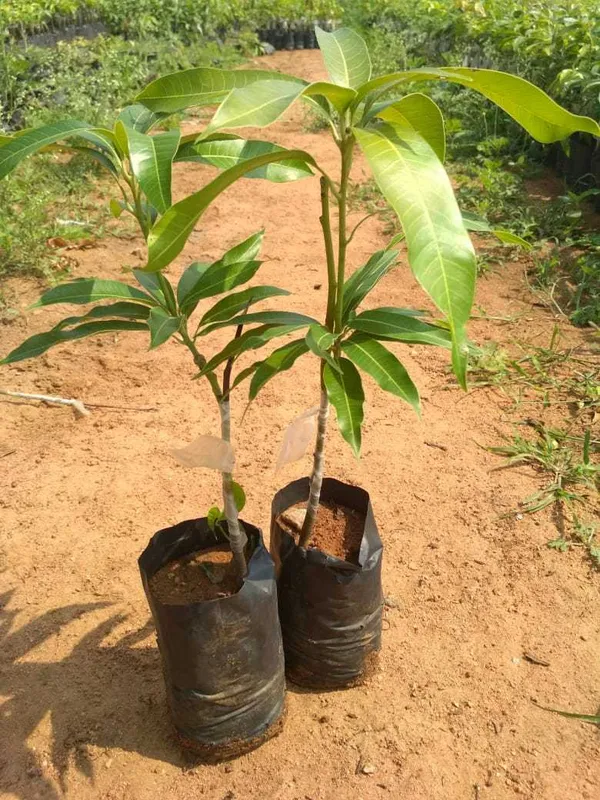 All_Time_Manilita_Grafted_Mango_Fruit_Plant