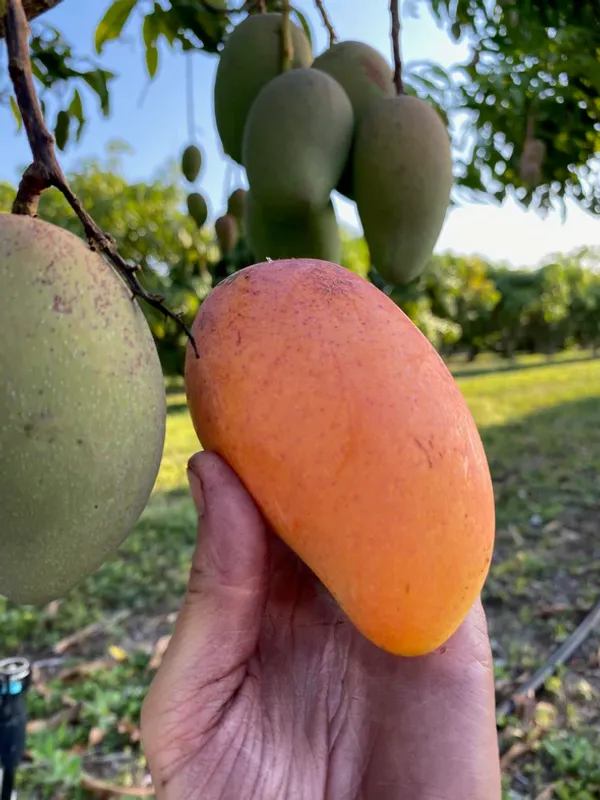 All_Time_Manilita_Grafted_Mango_Fruit_Plant