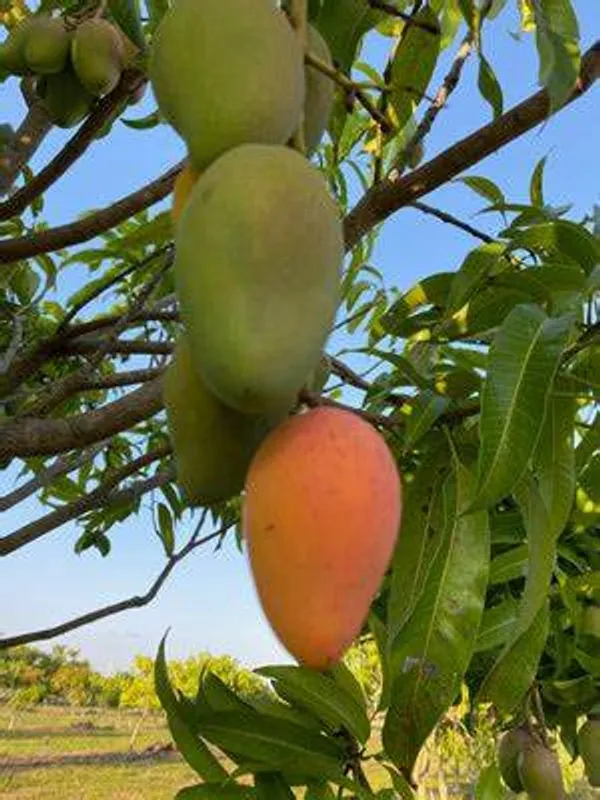 All_Time_Manilita_Grafted_Mango_Fruit_Plant