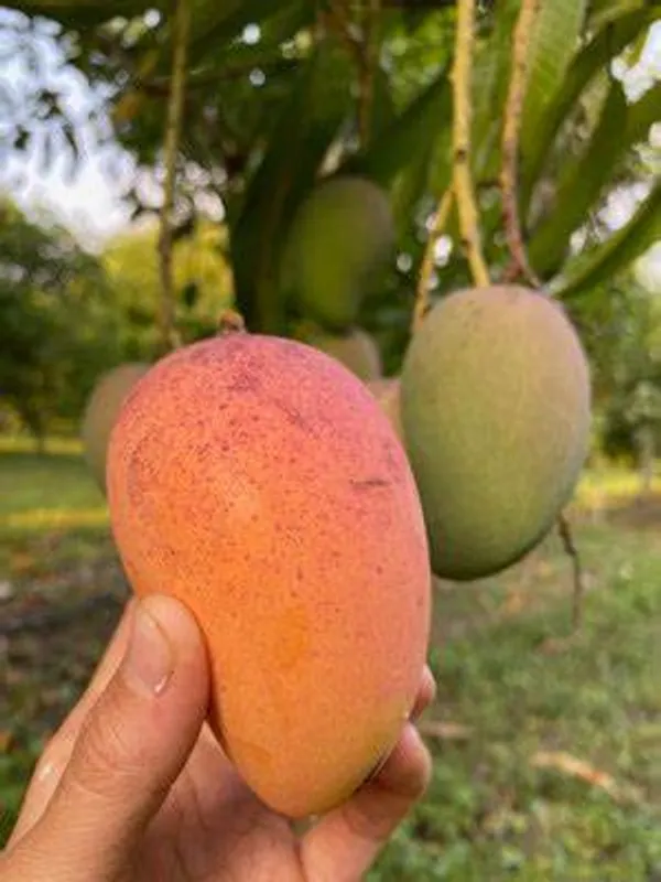 All_Time_Manilita_Grafted_Mango_Fruit_Plant