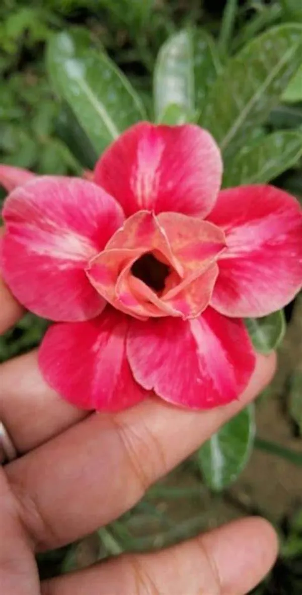Rosey_Verity_Grafted_Adenium_Plant