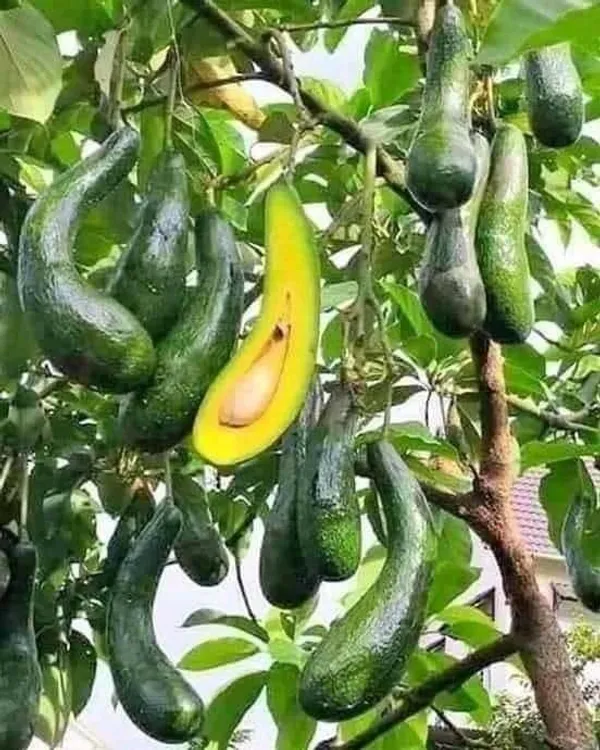 Avocado_Lamb_Hass_Variety_Self_Pollinating_Butter_Fruit_Grafted_Live_Plants_&_Tree1-1.5_Ft_Size_Hybrid_healthy_Plant_and_Tree