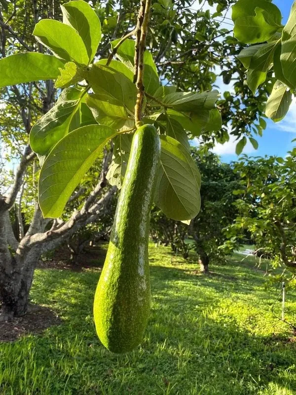 Avocado_Lamb_Hass_Variety_Self_Pollinating_Butter_Fruit_Grafted_Live_Plants_&_Tree1-1.5_Ft_Size_Hybrid_healthy_Plant_and_Tree