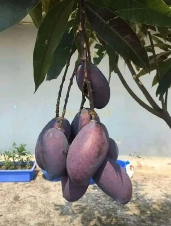 Blackstone_Mango_Grafted_Live_Plant