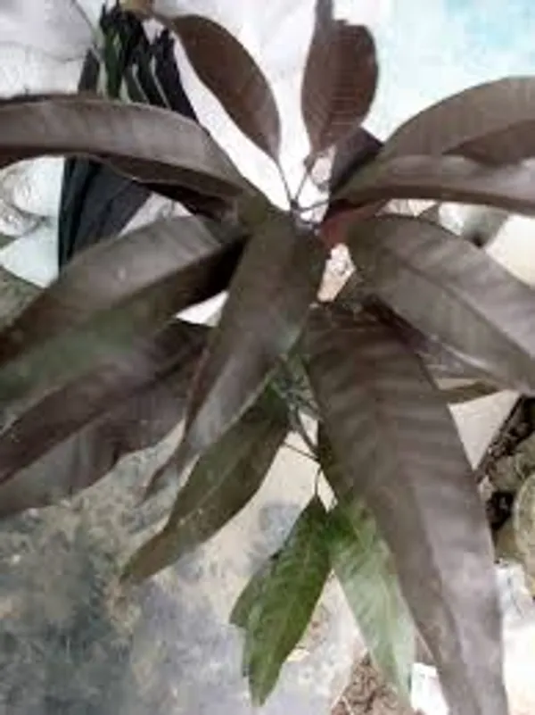 Blackstone_Mango_Grafted_Live_Plant