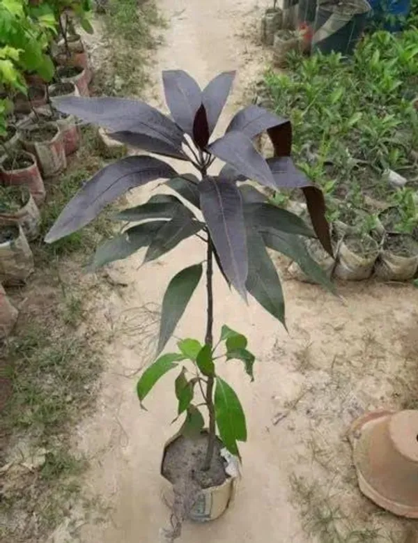 Blackstone_Mango_Grafted_Live_Plant