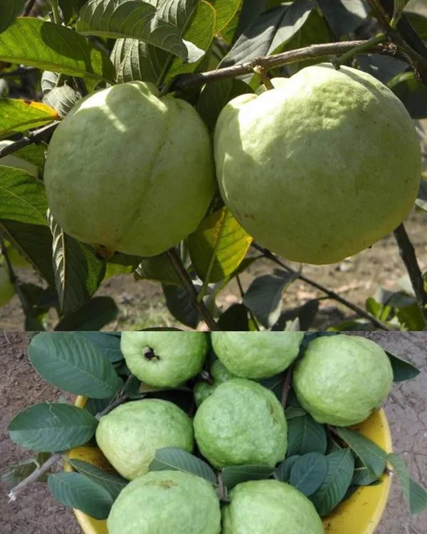 Thai_Kg_Guava_Plant_Hybrid,