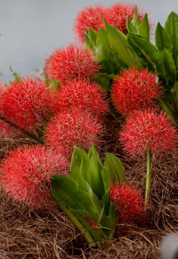 football_Lily_blub_(pack_of_2)_Plant