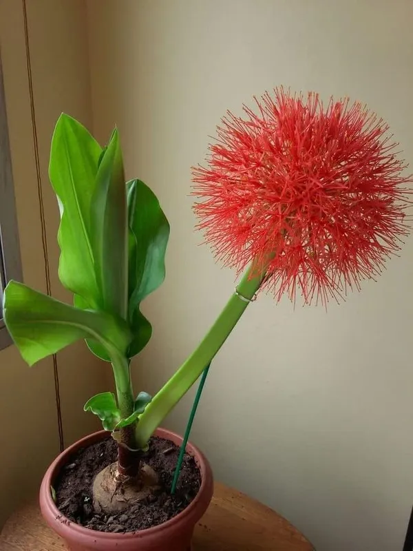 football_Lily_blub_(pack_of_2)_Plant