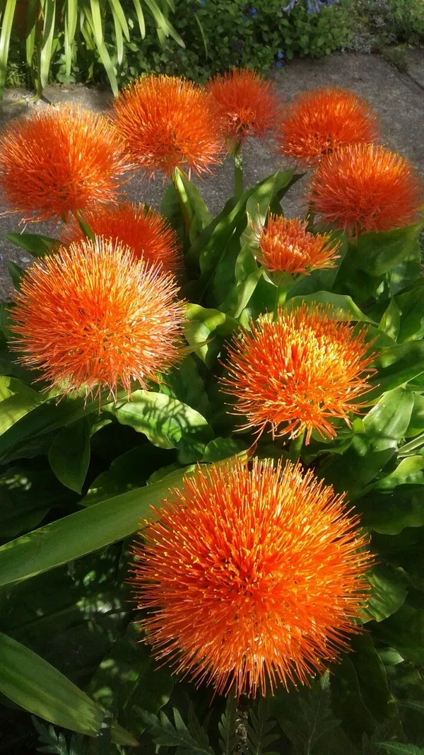 football_Lily_blub_(pack_of_2)_Plant