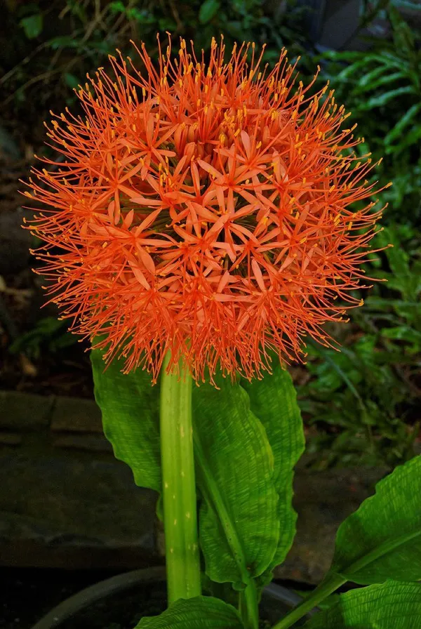 football_Lily_blub_(pack_of_2)_Plant