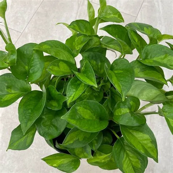 Natural_Live_Indoor_Outdoor_Money_Plant