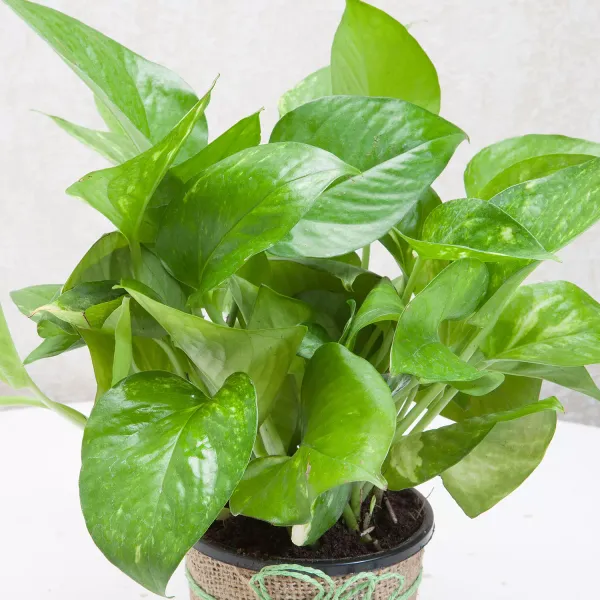 Natural_Live_Indoor_Outdoor_Money_Plant