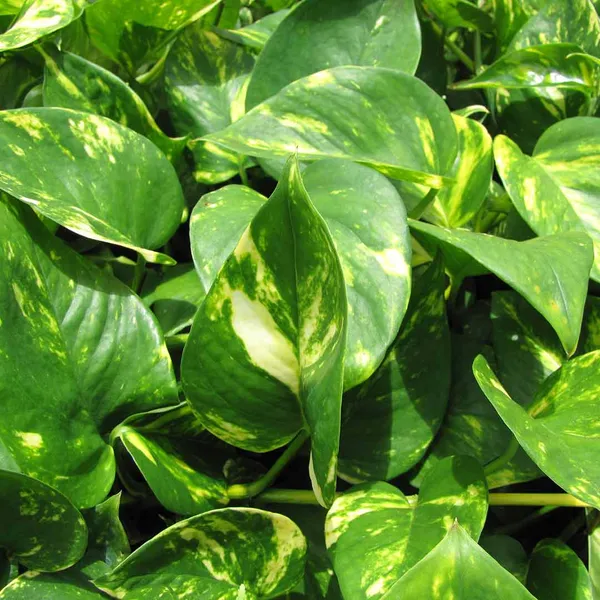 Natural_Live_Indoor_Outdoor_Money_Plant