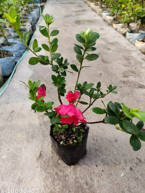 Angel_Wing_Jasmine_??Creepers_&_Climbers_1.5-3.5_Ft_Hybrid_Plant