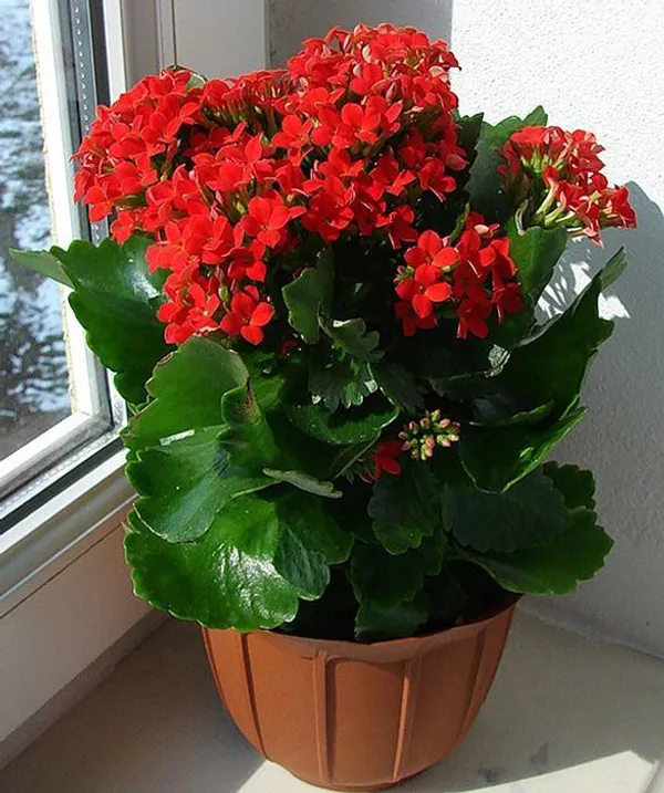 kalanchoe_/_perennial_herbaceous_plant