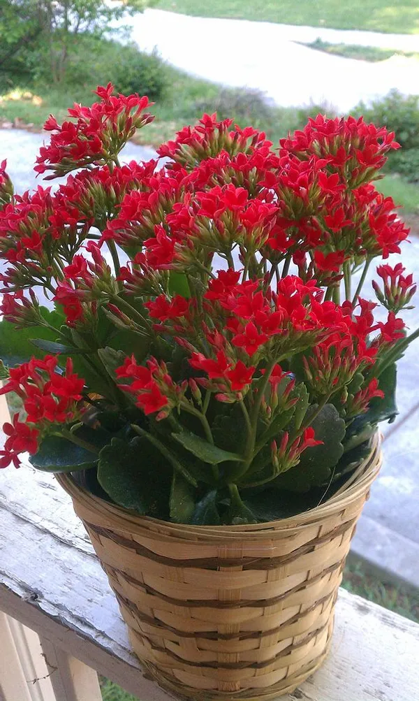 kalanchoe_/_perennial_herbaceous_plant