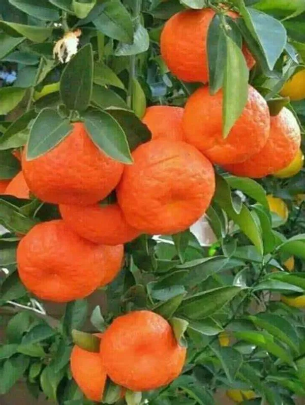 Nagpur_Orange_Grafted_-_Fruit_Plants_&_Tree_1.5-2.5_Ft_Size_Hybrid_Healthy_Plant_And_Tree