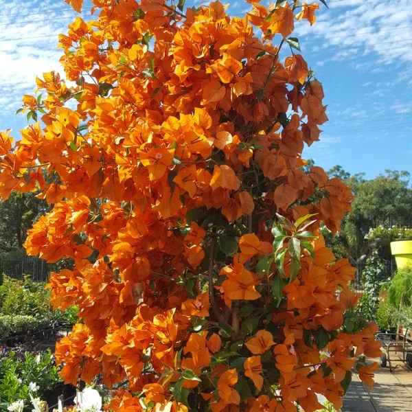orang_Bougainvillea__Plant
