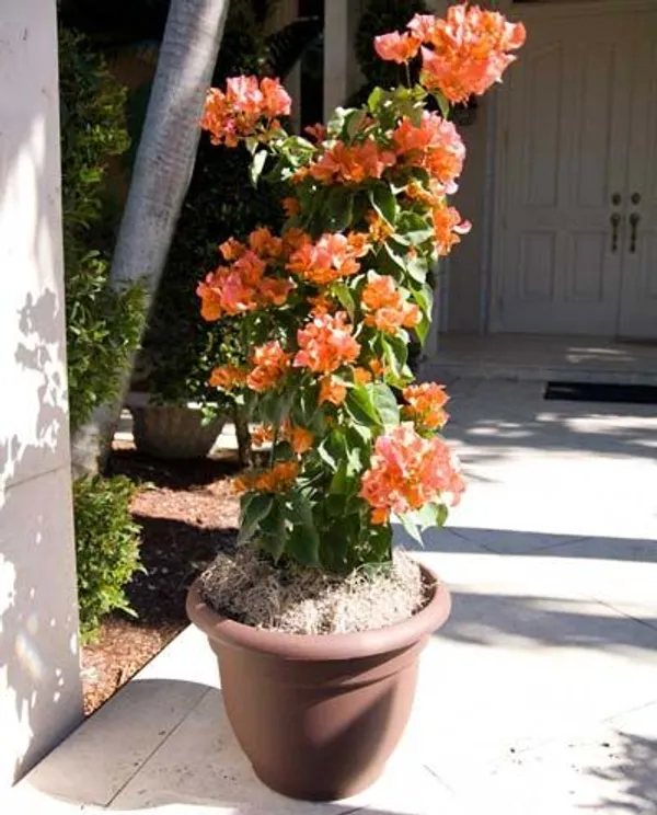 orang_Bougainvillea__Plant