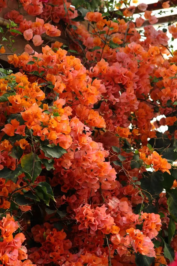 orang_Bougainvillea__Plant