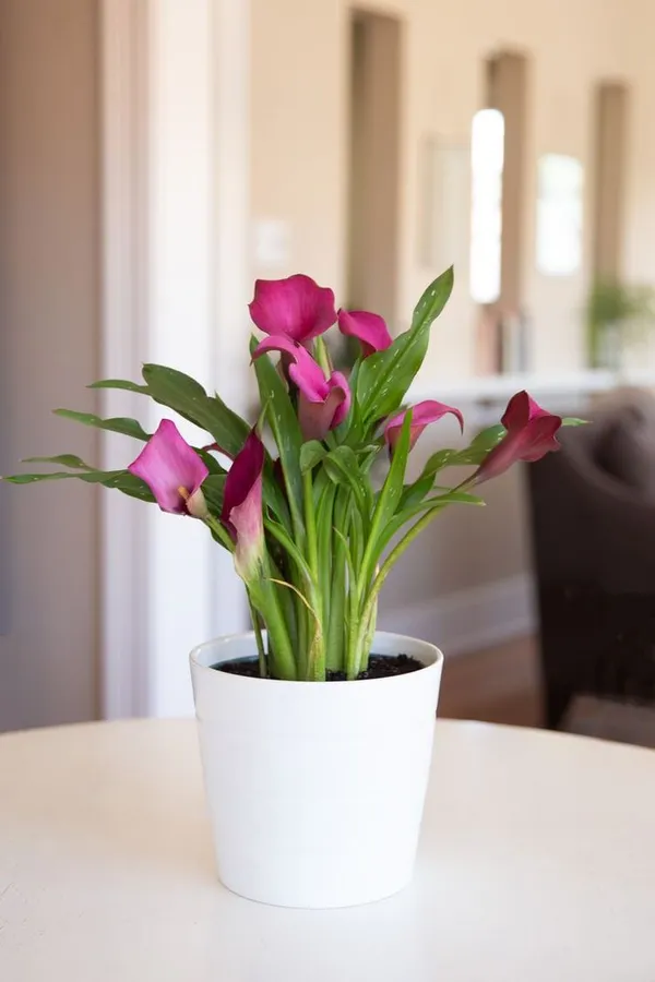 peace_lily_plant_(Pack_of_1)